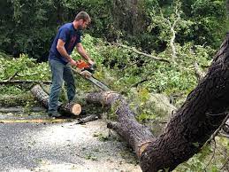 Why Choose Our Tree Removal Services in Walnut Grove, CA?