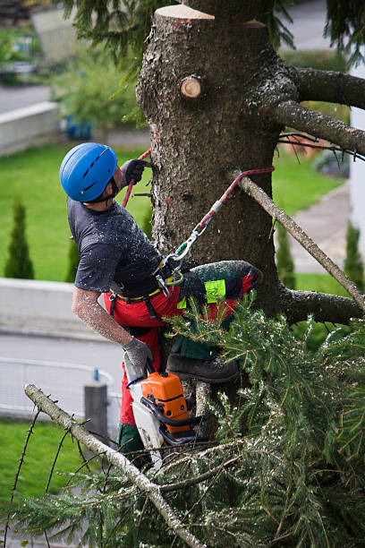 Best Lawn Renovation and Restoration  in Walnut Grove, CA