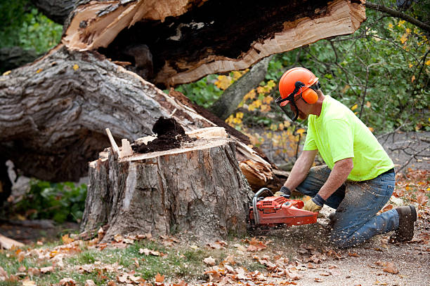 Best Lawn Drainage Solutions  in Walnut Grove, CA