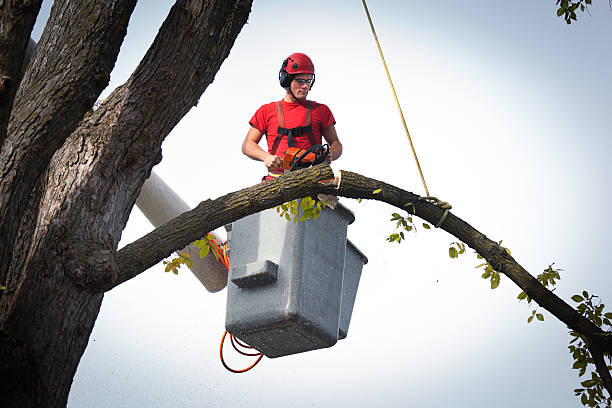 Best Tree Disease Treatment  in Walnut Grove, CA