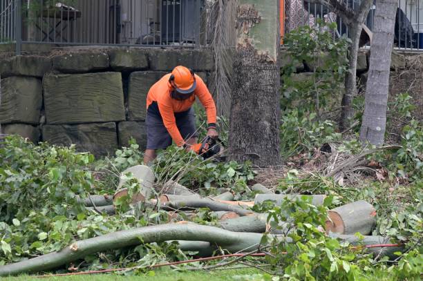 Best Tree Removal  in Walnut Grove, CA